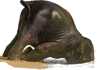 😞 5c114091 ช้าง, สัตว์, ชายหาด, ทราย, น้ำ whatsapp sticker