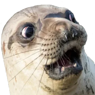 😱 5e5001dd แมวน้ำ, สัตว์, น่ารัก, ตลก, มีม, มีมแมวน้ำ whatsapp sticker