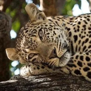 Bichos telegram stickers