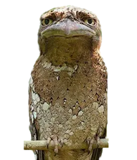 ☹️ 6b85ad59 นก, นกปากกบ, สัตว์ป่า, สัตว์, นกฮูก whatsapp sticker