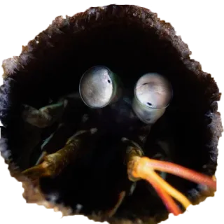 Bichos telegram stickers