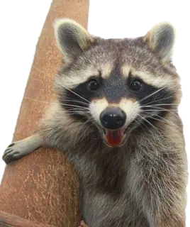 😃 700cbe8a แรคคูน, สัตว์, สัตว์เลี้ยงลูกด้วยนม, สัตว์ป่า, ธรรมชาติ whatsapp sticker