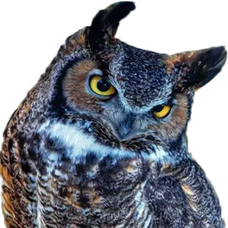 😒 78744cdf นกฮูก, นก, สัตว์, สัตว์ป่า, ธรรมชาติ whatsapp sticker