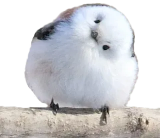 🤨 7f5530e9 นก, น่ารัก, สัตว์, นกติ๊ดหางยาว, ปุย, ขาว whatsapp sticker