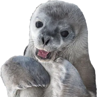 🤕 7f6112eb แมวน้ำ, สัตว์, น่ารัก, ลูกแมวน้ำ, สัตว์เลี้ยงลูกด้วยนม, สัตว์ป่า whatsapp sticker