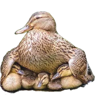 Bichos telegram stickers