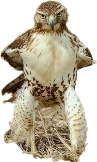 Bichos telegram stickers