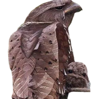 😛 94d4fd3e นก, นกปากกบ, สัตว์, สัตว์ป่า, ธรรมชาติ whatsapp sticker