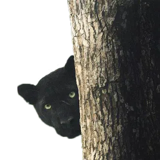 Bichos telegram stickers