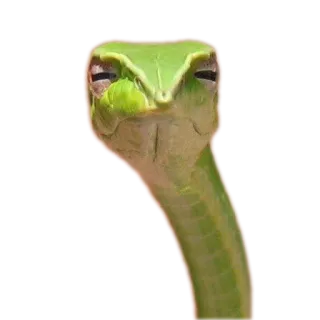 🐞 a9442421 งู, งูเขียว, สัตว์เลื้อยคลาน, สัตว์, ธรรมชาติ whatsapp sticker