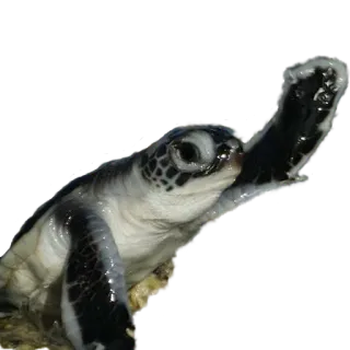 👋 b1d1a2e9 เต่าทะเล, เต่า, สัตว์, สัตว์เลื้อยคลาน, สัตว์ป่า, ทะเล, ธรรมชาติ whatsapp sticker