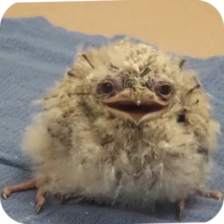 🧵 c9e2feca นก, นกฮูก, น่ารัก, สัตว์, สัตว์ป่า whatsapp sticker