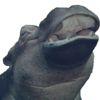 😄 d627535b ฮิปโปโปเตมัส, สัตว์, สัตว์เลี้ยงลูกด้วยนม, สัตว์ป่า, แอฟริกา, ม้าน้ำ, ปากกว้าง, อ้าปาก whatsapp sticker