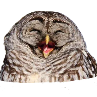 😆 de22bed7 นกฮูก, นก, สัตว์, หัวเราะ, มีความสุข, ตลก whatsapp sticker