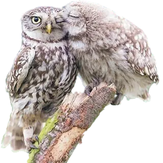 😘 deb7ef78 นกฮูก, นก, ธรรมชาติ, สัตว์ป่า, สัตว์, ความรัก whatsapp sticker