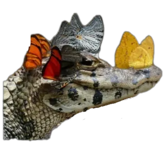 Bichos whatsapp stickers