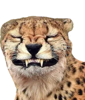 😬 f2033969 เสือชีตาห์, สัตว์, แมว, ตระกูลแมว, สัตว์ป่า, มีม whatsapp sticker