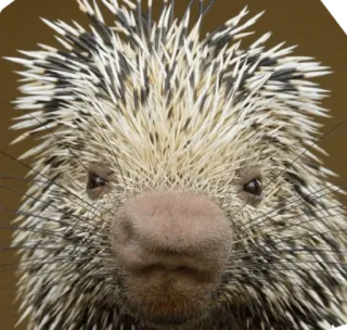 😒 f36e0549 เม่น, สัตว์, สัตว์ป่า, สัตว์ฟันแทะ, ธรรมชาติ, สัตว์เลี้ยงลูกด้วยนม whatsapp sticker