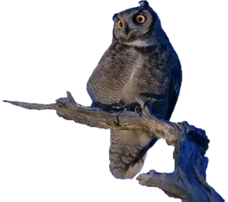 😒 f8b76edf นกฮูก, นก, สัตว์ป่า, ธรรมชาติ, สัตว์, นกเค้าแมวใหญ่ whatsapp sticker