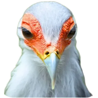 👍 fa069abf นก, นกเลขานุการ, สัตว์, สัตว์ป่า, ธรรมชาติ whatsapp sticker