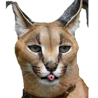 😛 fdcd1447 คาราคัล, แมวป่าชนิดหนึ่ง, แมวใหญ่, สัตว์, มีม whatsapp sticker