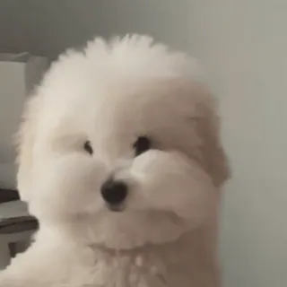 😳 0b4f9dd3 собака, милый, щенок, белый, пушистый, очаровательный telegram sticker