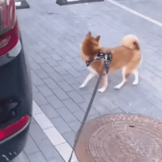 😫 13b66d9c собака, сиба-ину, питомец, животное, поводок, прогулка telegram sticker