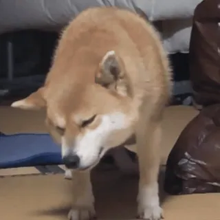 😜 35aa2714 собака, сиба ину, домашнее животное, животное, домашнее животное, млекопитающее telegram sticker