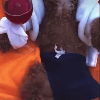 😛 368c3d7a собака, вино, купальник, отдых, животное telegram sticker