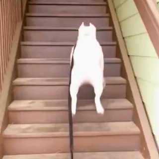 😬 4ce6b3ce собака, лестница, ходьба, животное, питомец telegram sticker