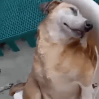 😋 5116adc0 собака, животное, домашнее животное, домашнее животное, млекопитающее telegram sticker