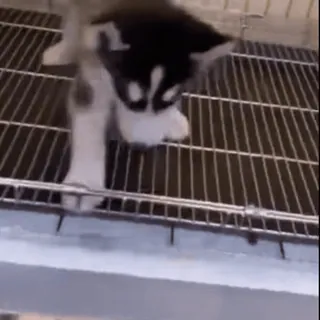 😕 53d95d76 щенок, собака, домашнее животное, милый, животное, клетка telegram sticker