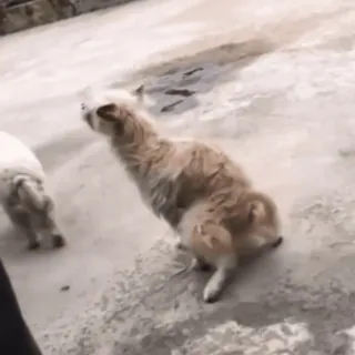 🥳 5a1b6e3b собака, животное, млекопитающее, домашнее животное telegram sticker