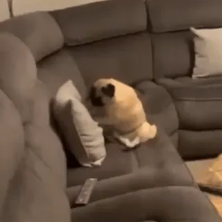 🤓 90fedb84 собака, мопс, диван, животное, домашнее животное, кушетка telegram sticker