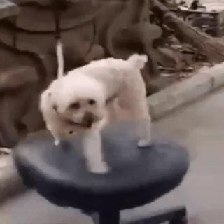 🤪 920781c2 собака, пудель, милый, домашнее животное, животное, груминг telegram sticker