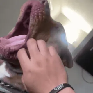 🥹 926f6a9f собака, животное, питомец, рука, милый, зевающий telegram sticker