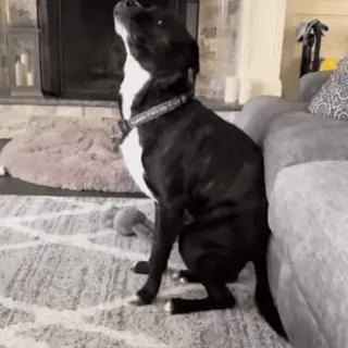 🤭 941282f2 собака, домашнее животное, животное, домашнее животное, диван, в помещении telegram sticker