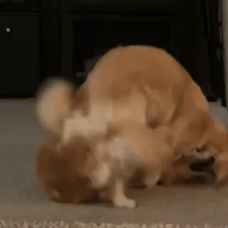 Bigdogpack telegram stickers