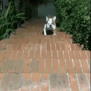 Bigdogpack whatsapp stickers