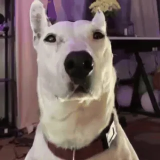 😏 a5ea8d55 собака, белая собака, животное, домашнее животное, милый, портрет telegram sticker