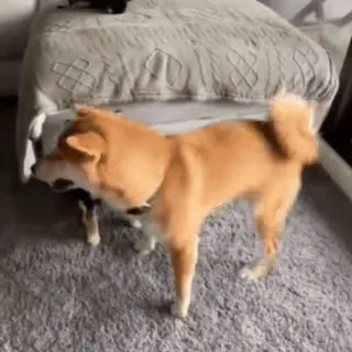 🧐 b9bba306 собака, сиба ину, питомец, животное, милый, смешной telegram sticker