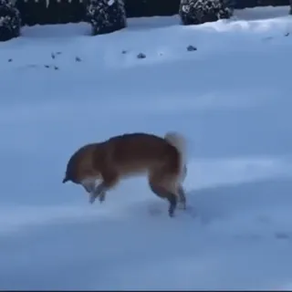 🤨 d7e92128 собака, снег, зима, животное, питомец, на улице telegram sticker