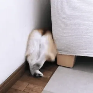 😂 e22b186f собака, животное, питомец, корги, мебель, смешной, игривый telegram sticker