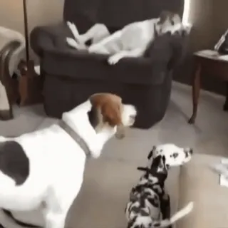 😁 ec6231aa собаки, животные, домашние животные, питомцы, бигль, далматин telegram sticker