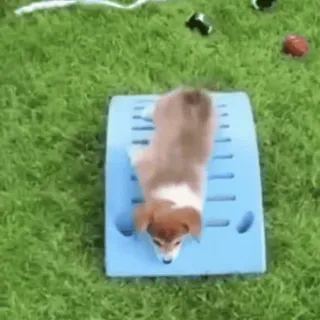 😎 ec88931c корги, собака, щенок, горка, милый, животное telegram sticker