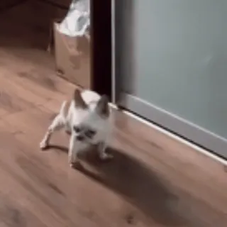 👽 f158e3ac собака, животное, питомец, маленькая собака, чихуахуа telegram sticker