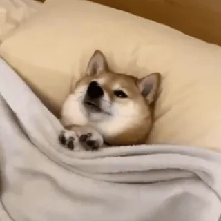 🥺 fe245a8e собака, сиба ину, спящий, кровать, животное, милый, питомец telegram sticker