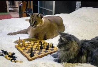 ♟ 7062eb15 cat, floppa, chess, board game, animals, pet whatsapp sticker