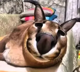 🌟 8d254453 floppa, cat, big cat, caracal, animal, meme whatsapp sticker