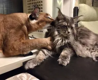 😘 8d395b76 cat, maine coon, love, animal, kiss, affection whatsapp sticker